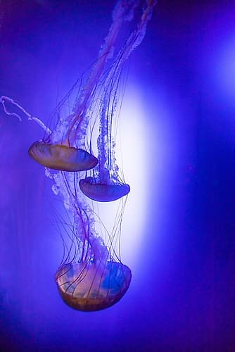Jellyfish in aquarium exhibit Coastal Print